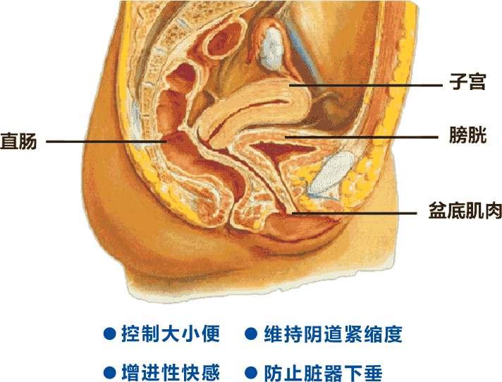 产后盆底康复