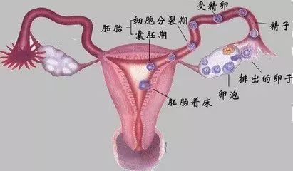 输卵管堵塞2