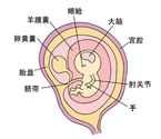 怀孕3个月胎儿图片