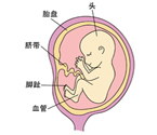 怀孕5个月胎儿图片